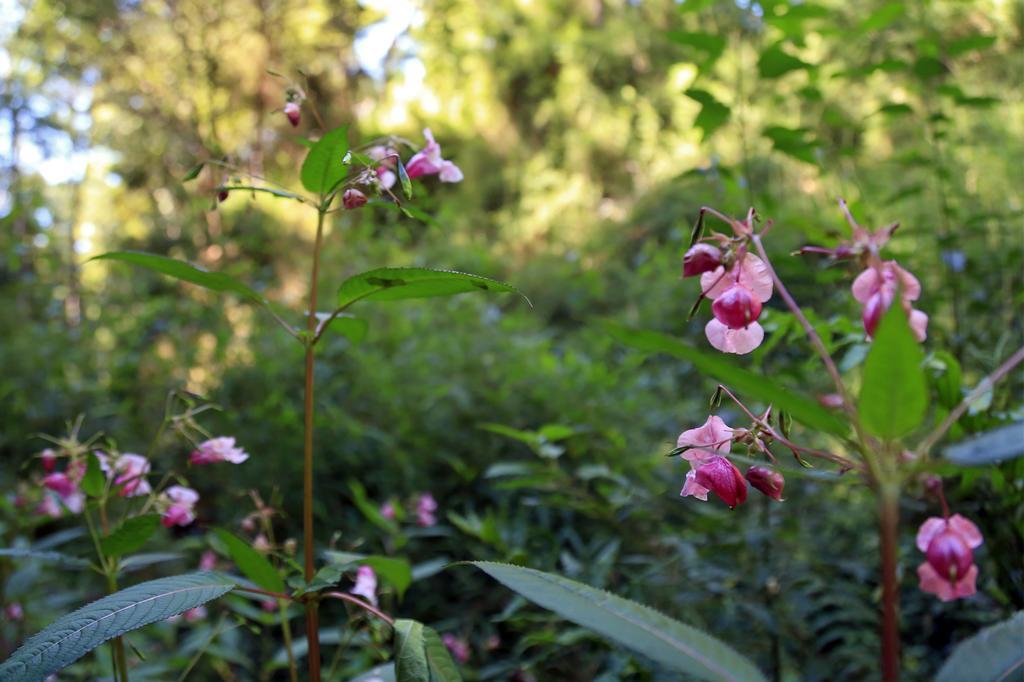فندق فيلاريكافي  Cabanas Bosques De Loncotraro المظهر الخارجي الصورة